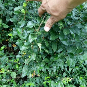 铁杆海棠贴梗海棠小苗工程苗大量上市