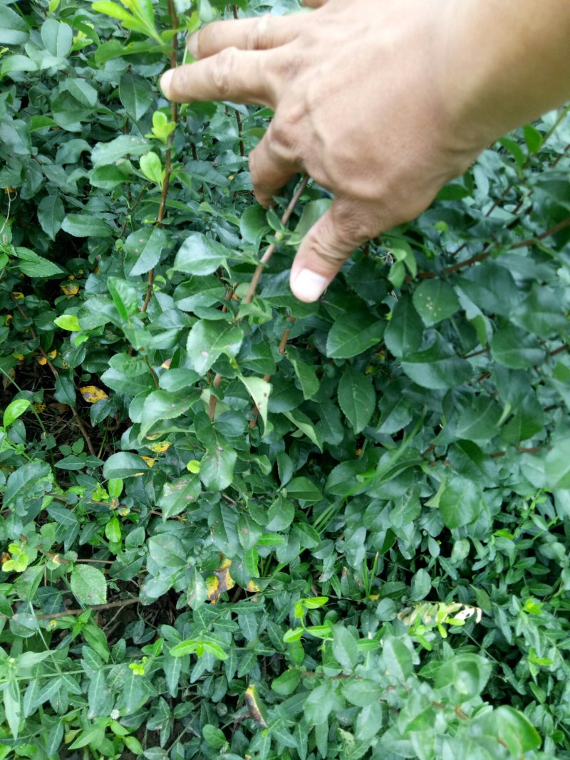 铁杆海棠贴梗海棠小苗工程苗大量上市