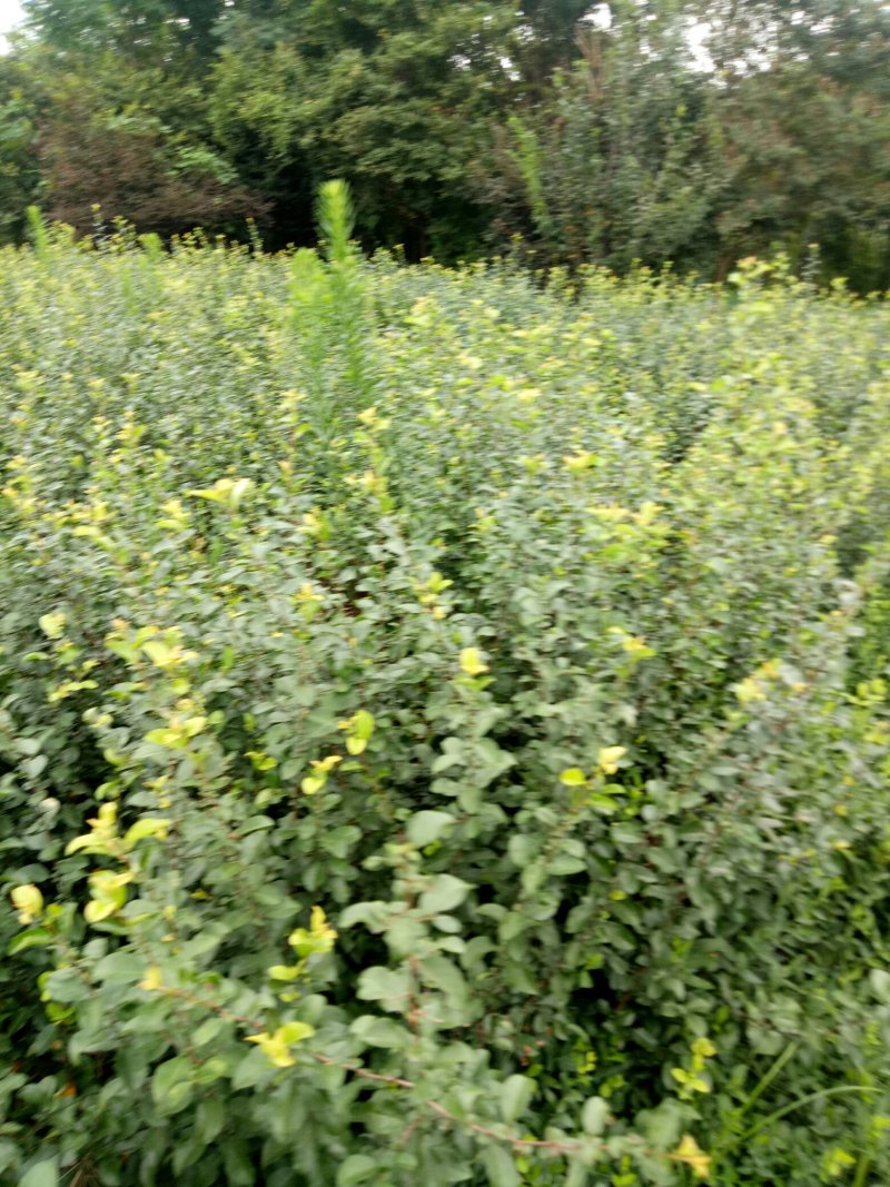 铁杆海棠贴梗海棠小苗工程苗大量上市