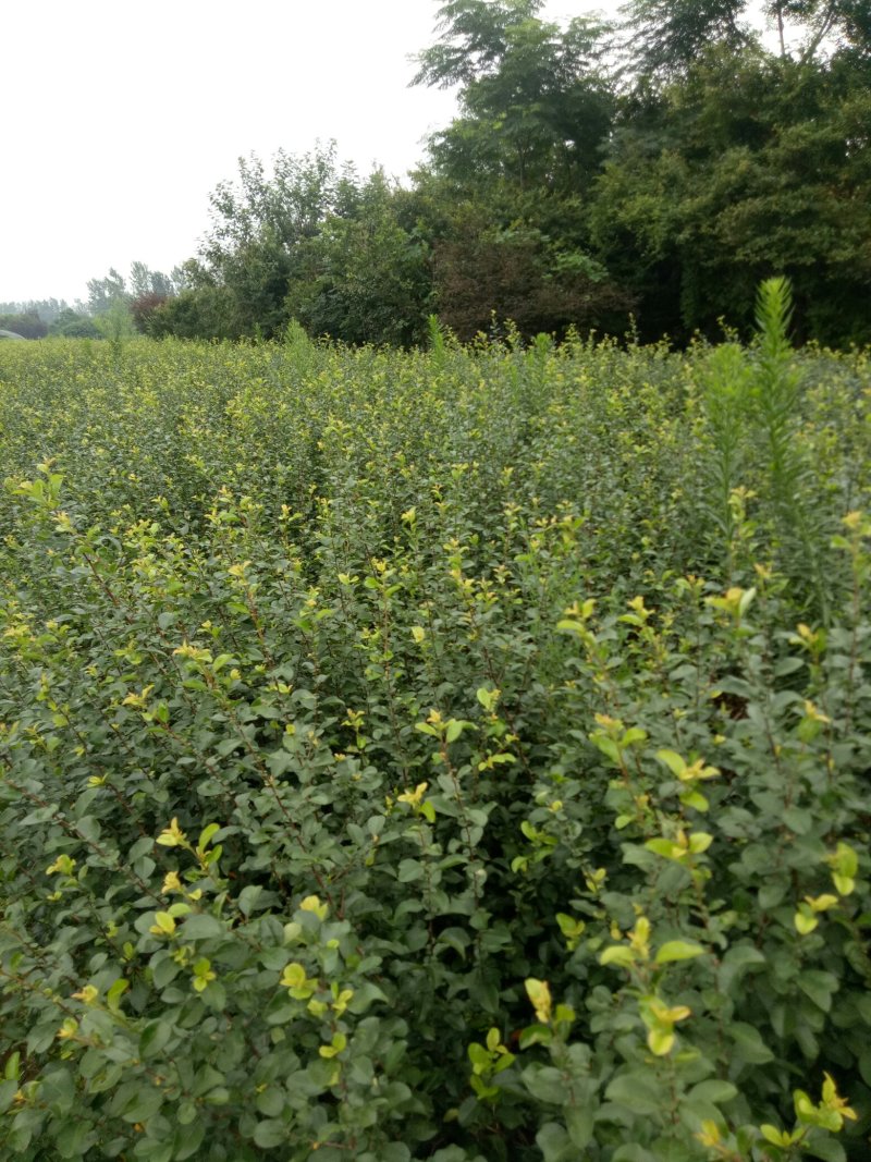 铁杆海棠贴梗海棠小苗工程苗大量上市