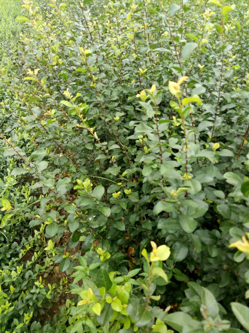 铁杆海棠贴梗海棠小苗工程苗大量上市