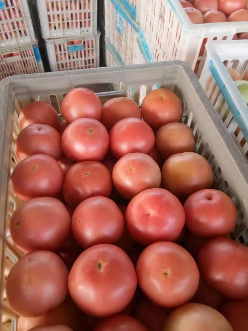 【西红柿】山东优质硬粉西红柿弧三以上耐运输货源充足