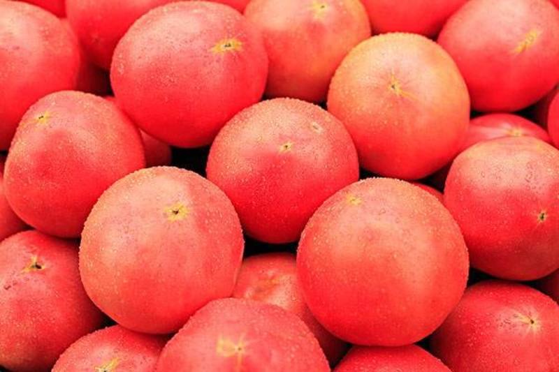【西红柿】山东优质硬粉西红柿弧三以上耐运输货源充足