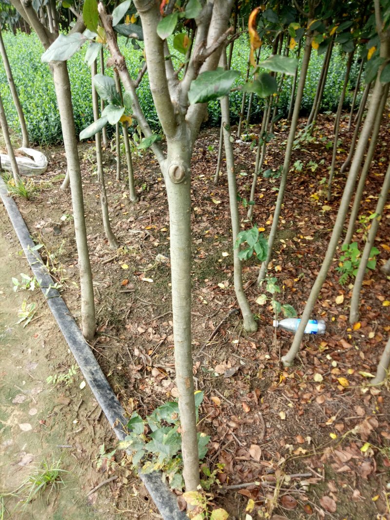 西府海棠工程树苗，两至十公分量大有货