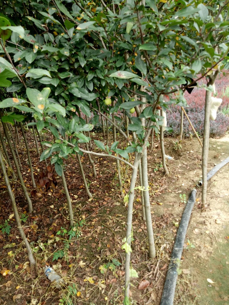 西府海棠工程树苗，两至十公分量大有货