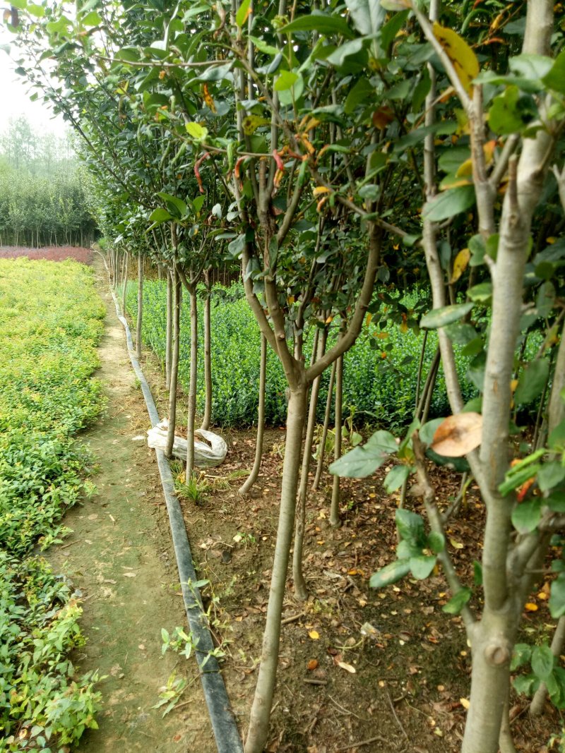 西府海棠工程树苗，两至十公分量大有货