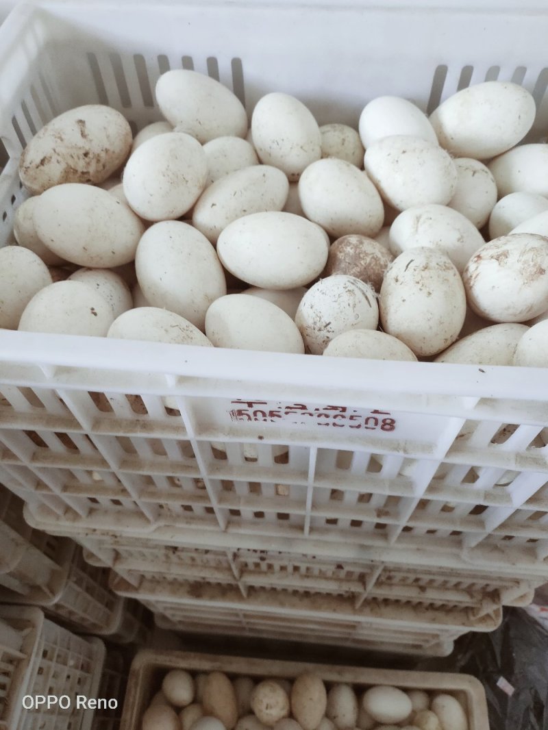 长年供应鹅种蛋，皖杂泰州（泰州母，皖浦公，皖西公），三花