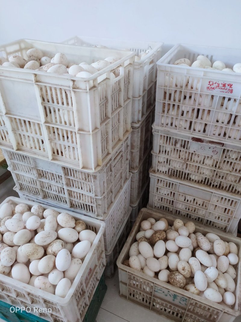 长年供应鹅种蛋，皖杂泰州（泰州母，皖浦公，皖西公），三花