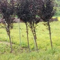 紫叶李工程航道树，苗圃专卖，