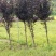 紫叶李工程航道树，苗圃专卖，