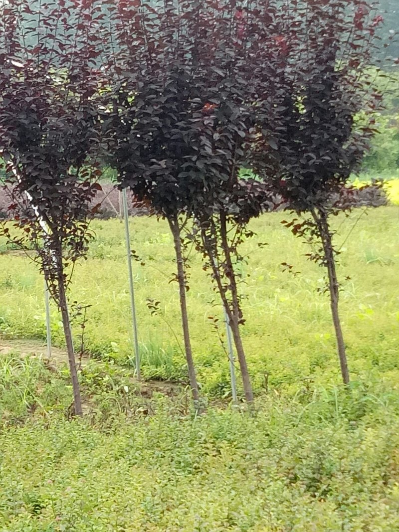 紫叶李工程航道树，苗圃专卖，