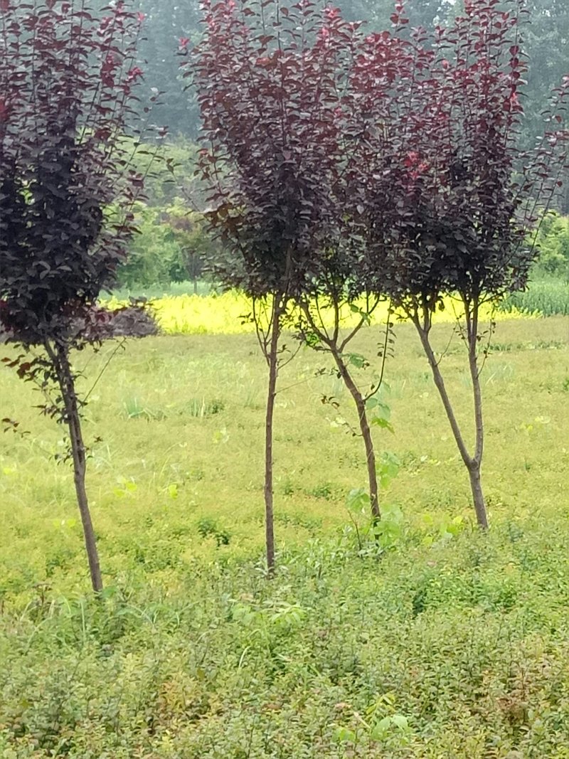 紫叶李工程航道树，苗圃专卖，
