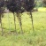 紫叶李工程航道树，苗圃专卖，
