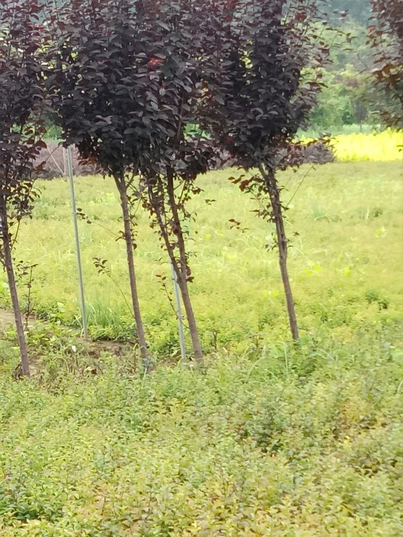 紫叶李工程航道树，苗圃专卖，