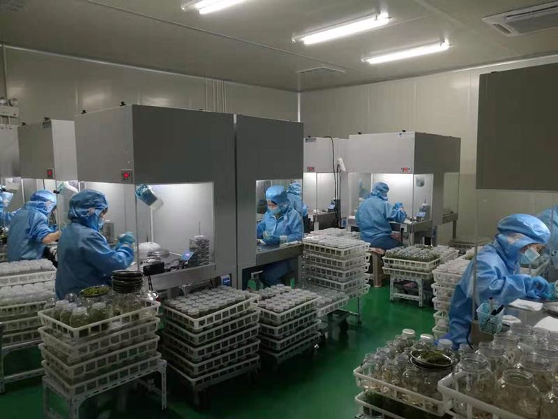 精品楸树组培苗金丝楸组培苗楸树小苗营养杯苗