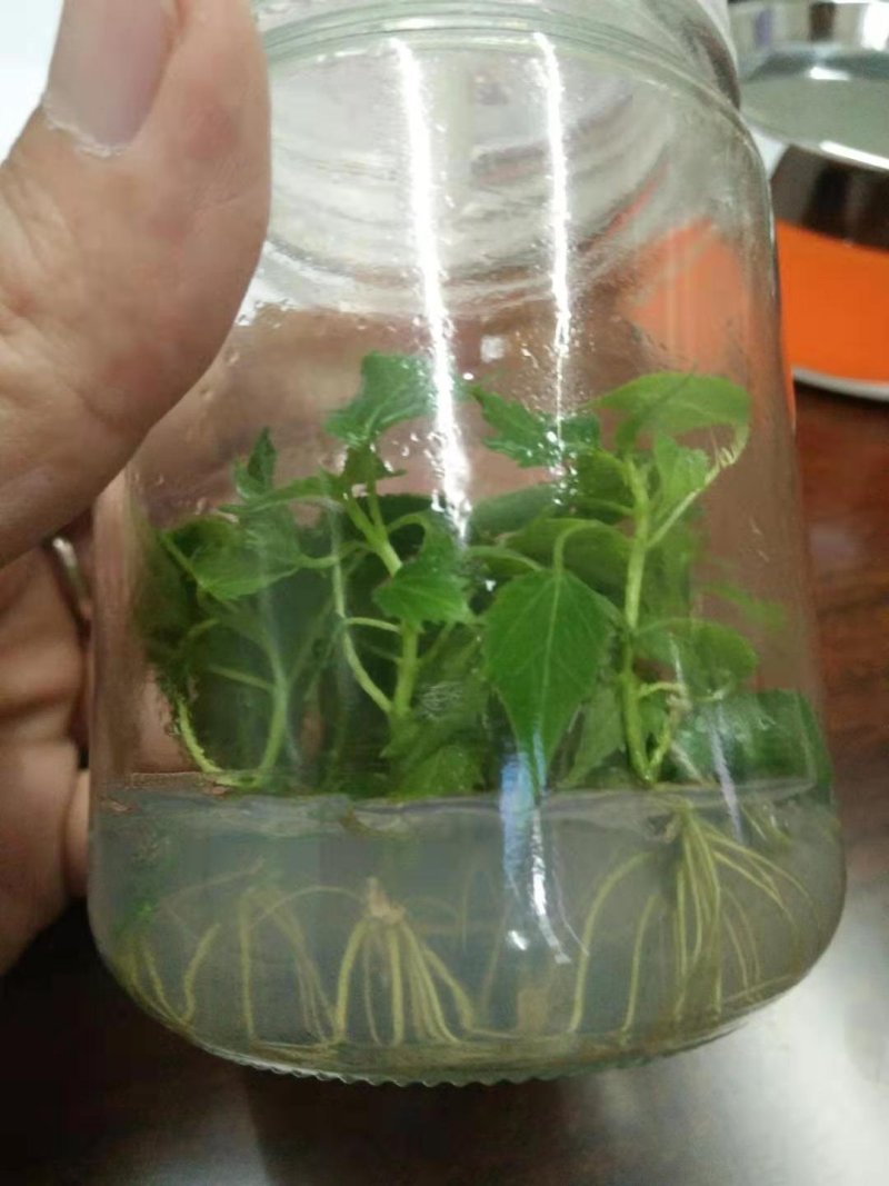 精品楸树组培苗金丝楸组培苗楸树小苗营养杯苗