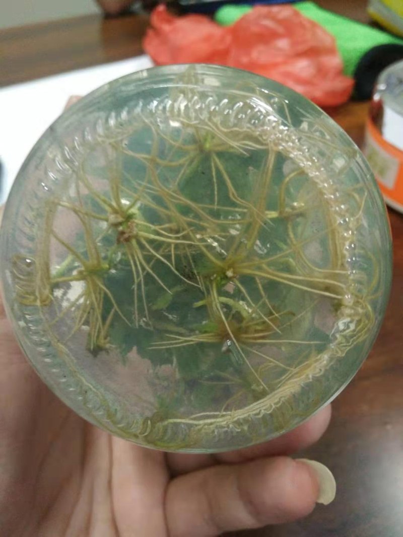 精品楸树组培苗金丝楸组培苗楸树小苗营养杯苗