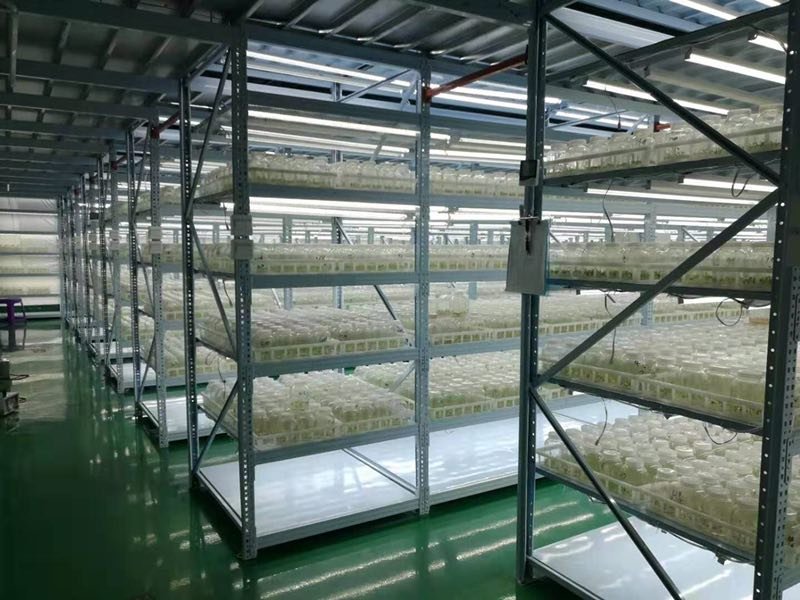 精品楸树组培苗金丝楸组培苗楸树小苗营养杯苗