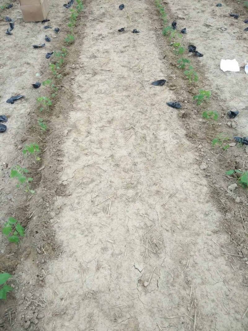 精品楸树组培苗金丝楸组培苗楸树小苗营养杯苗