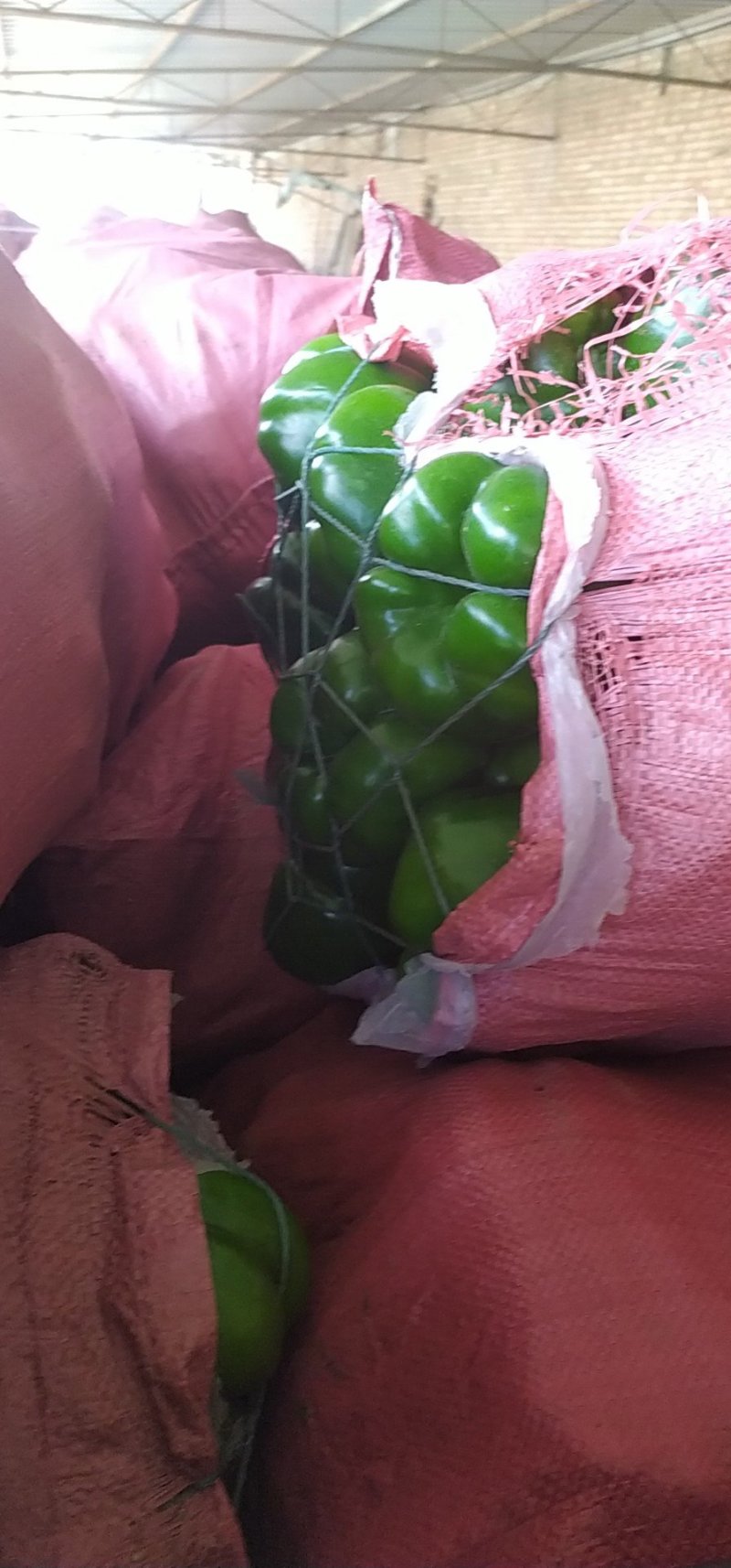 圆椒，二茬开始，无病虫害