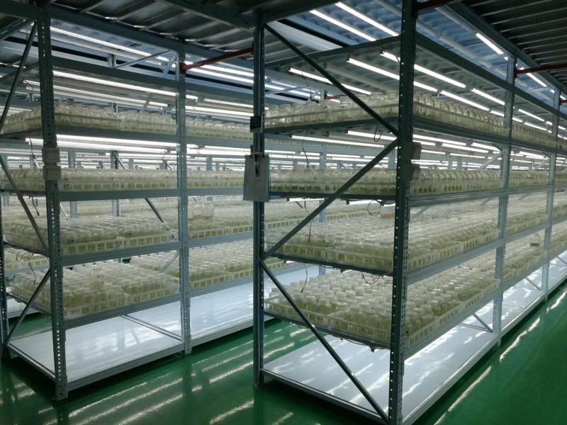 金丝楸树组培苗精品楸树苗组培营养钵小苗金楸树苗