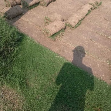 草皮