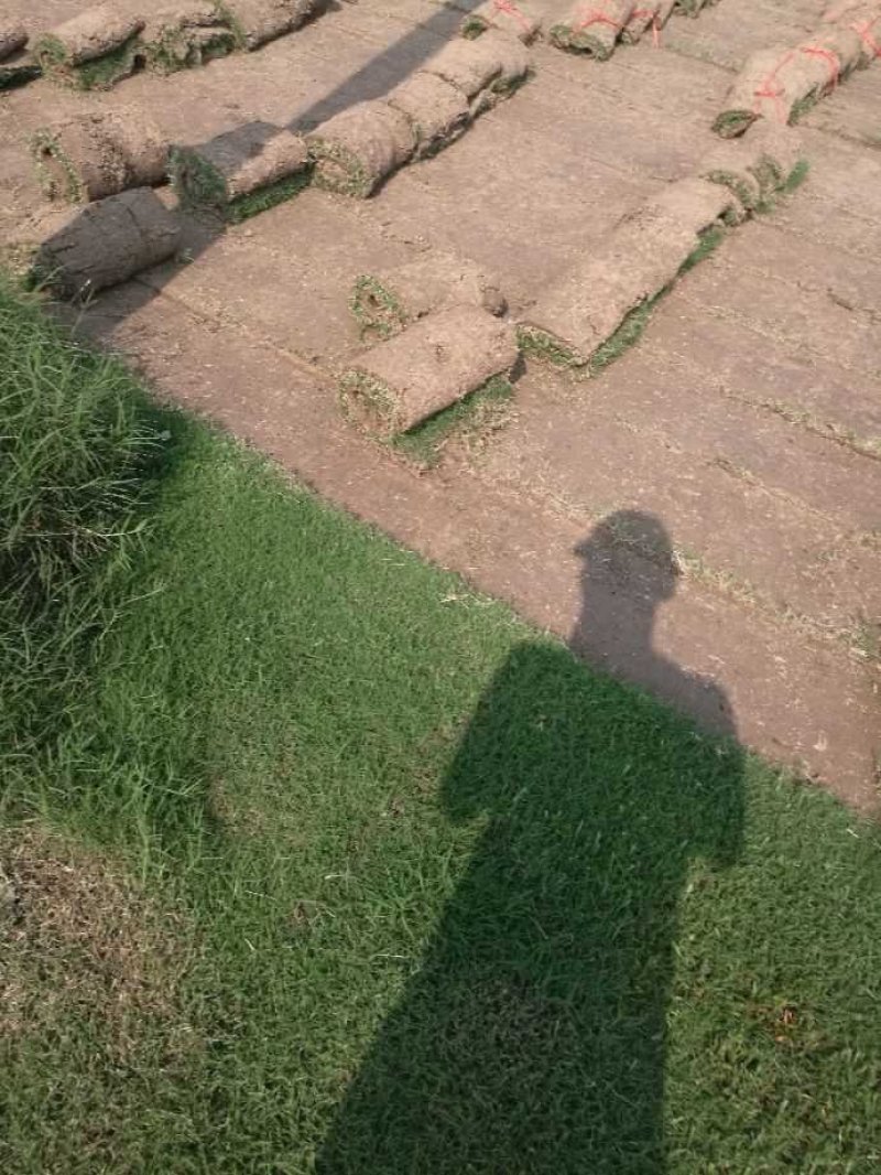 草皮