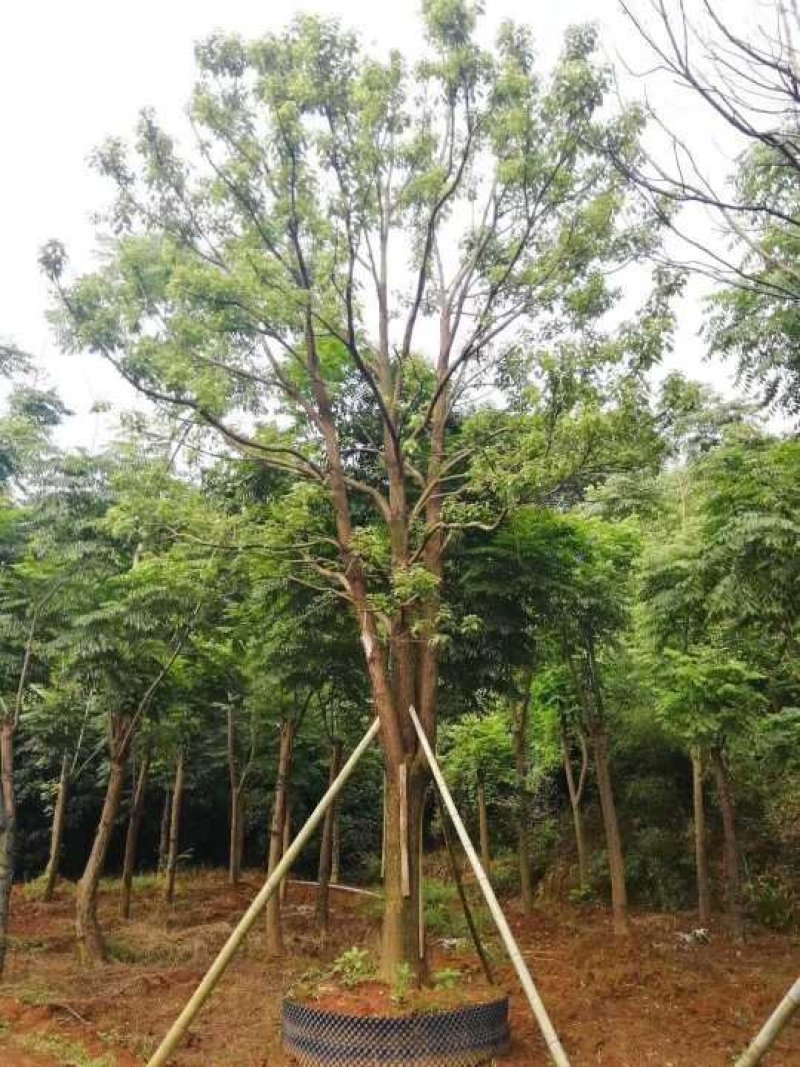乔灌木