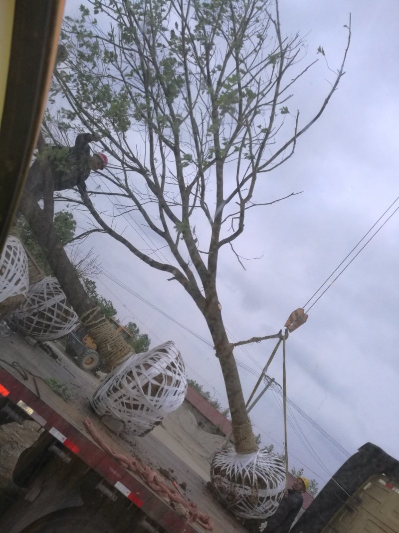 乔灌木
