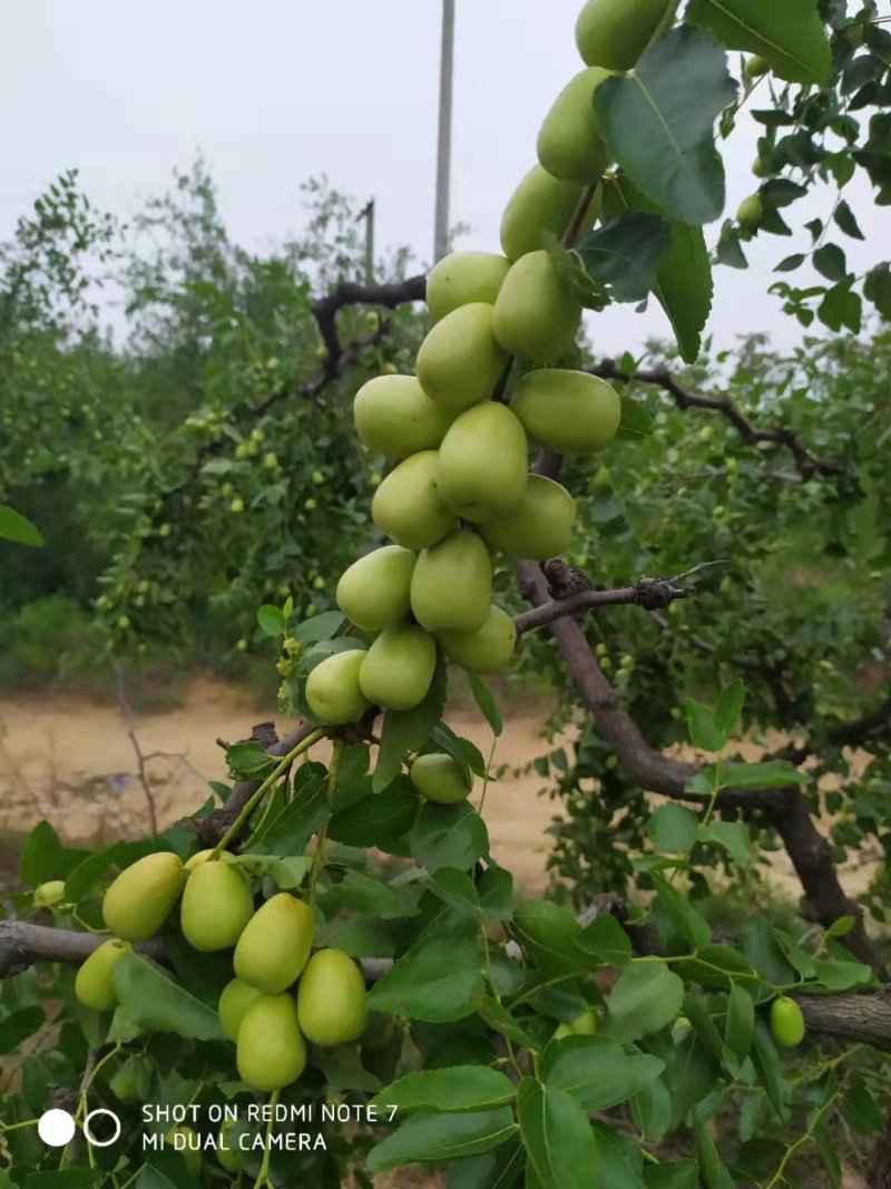 石家庄赞皇县青枣即将大量上市，个大核小，加工蜜枣