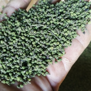 樟树市优质中花吴茱萸新货上市，质优价廉物美。