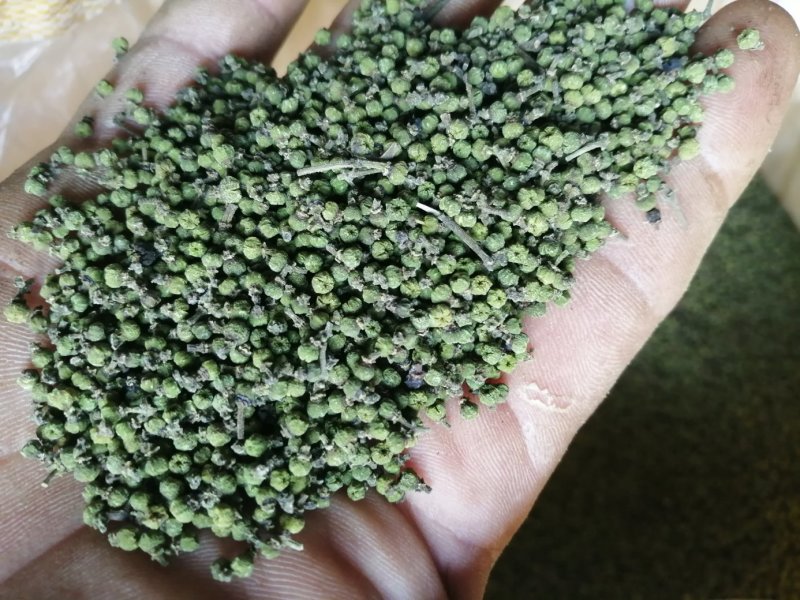 樟树市优质中花吴茱萸新货上市，质优价廉物美。