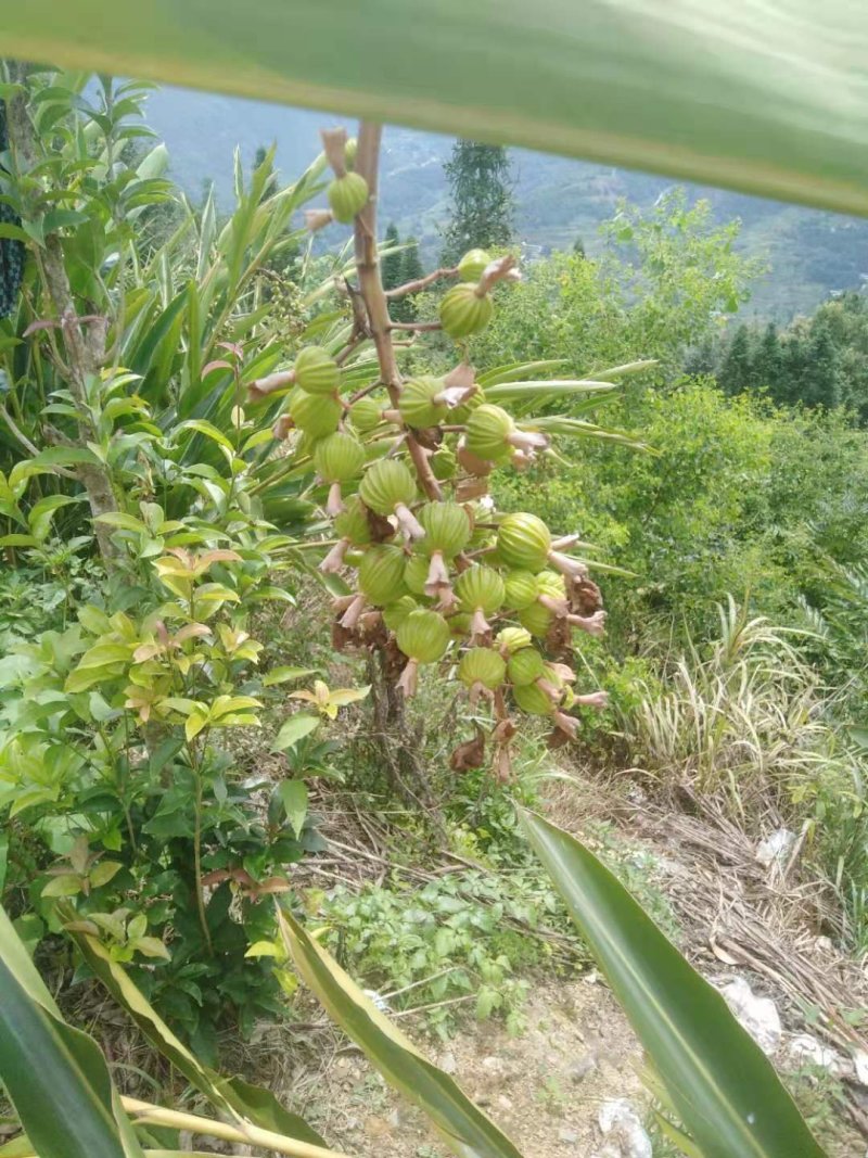 沙仁