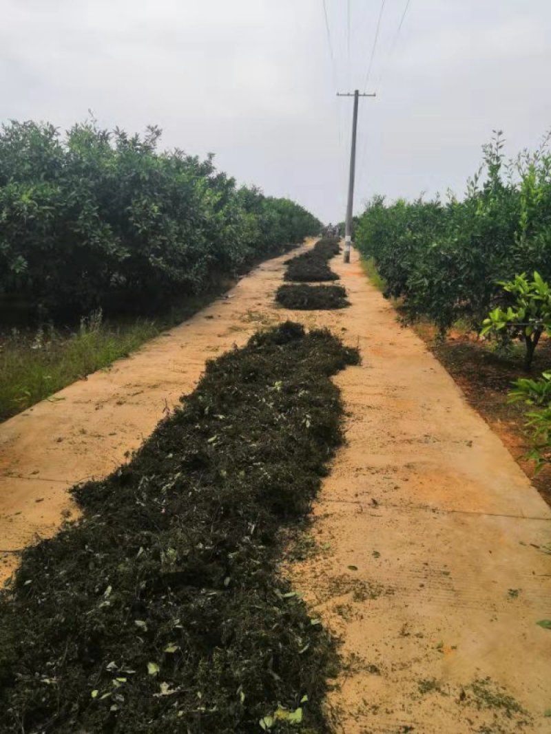 江西樟树中花吴茱萸干净无杂质欢迎采购