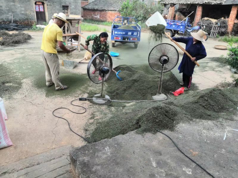 江西樟树中花吴茱萸干净无杂质欢迎采购