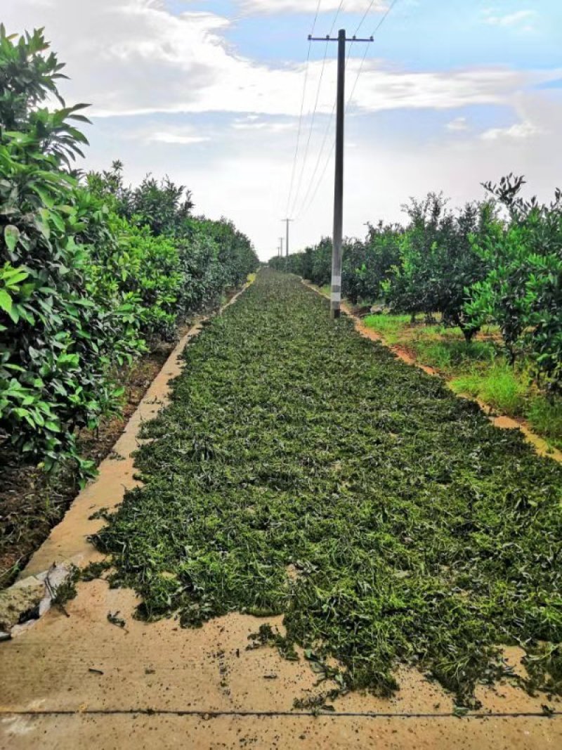江西樟树中花吴茱萸干净无杂质欢迎采购