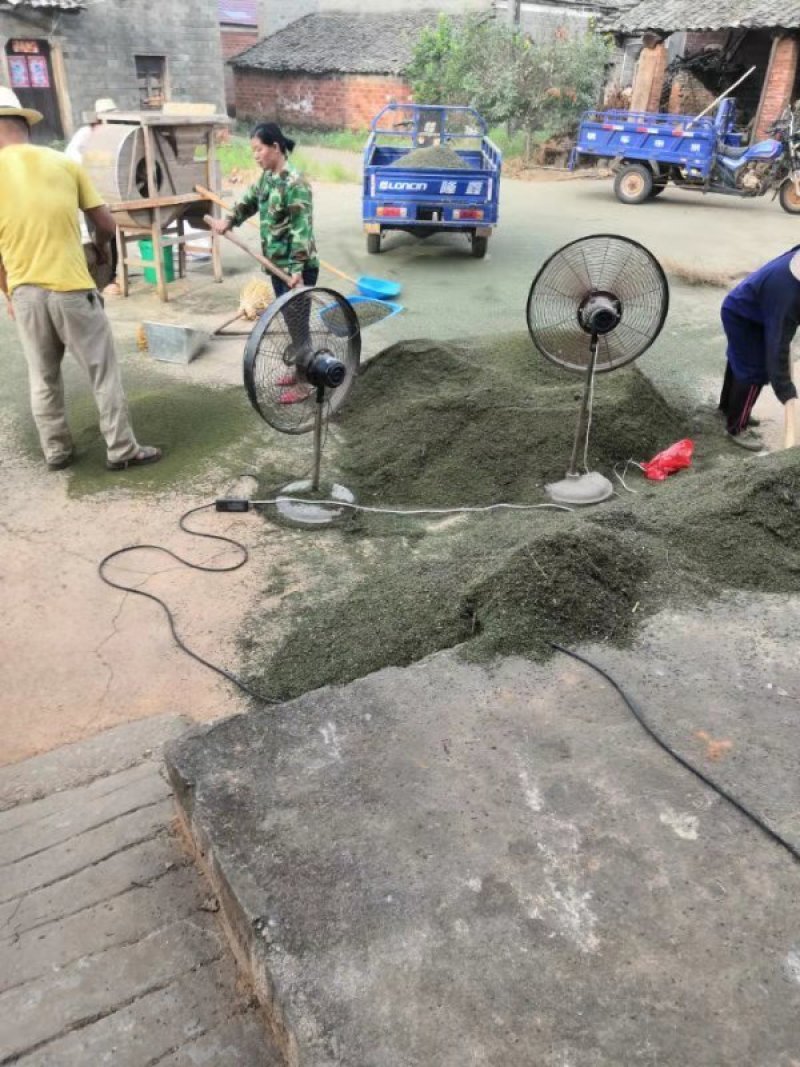 江西樟树中花吴茱萸干净无杂质欢迎采购