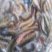 冻板泥鳅鱼