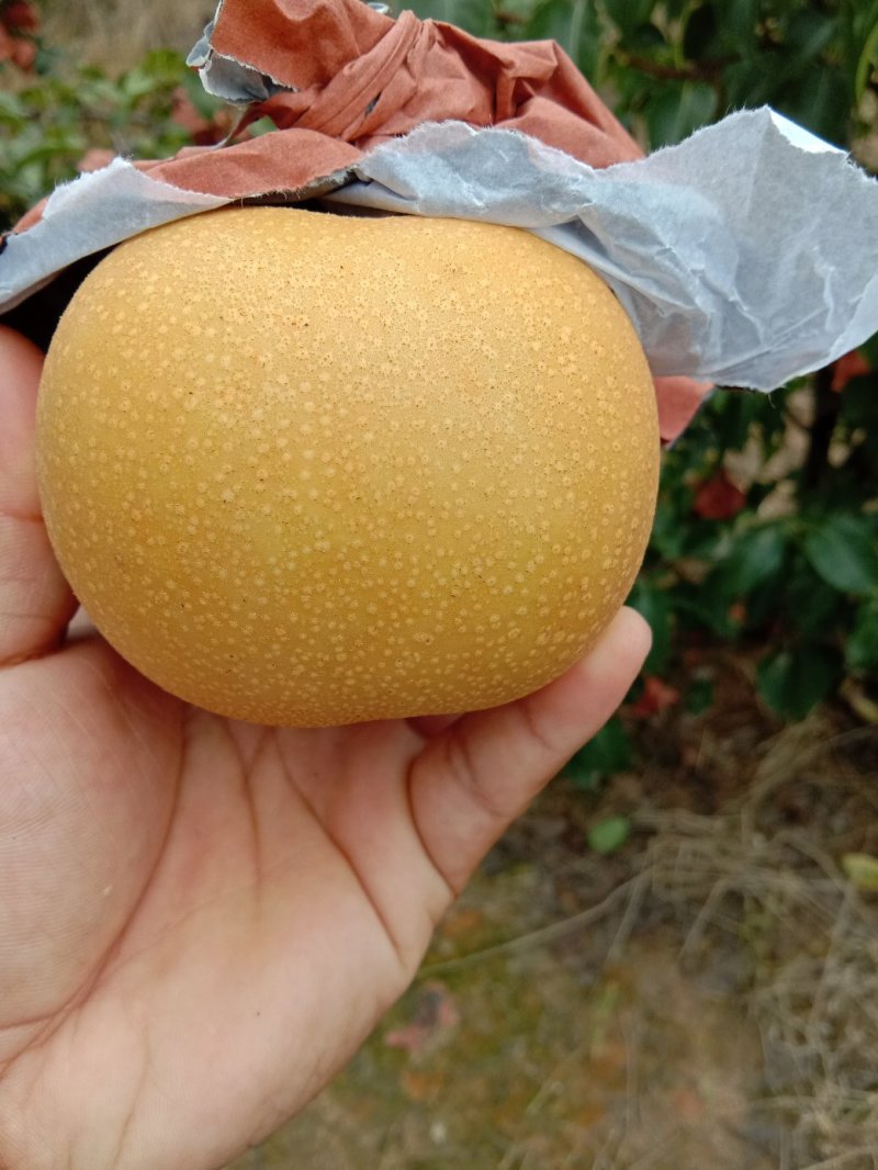 秋月梨
