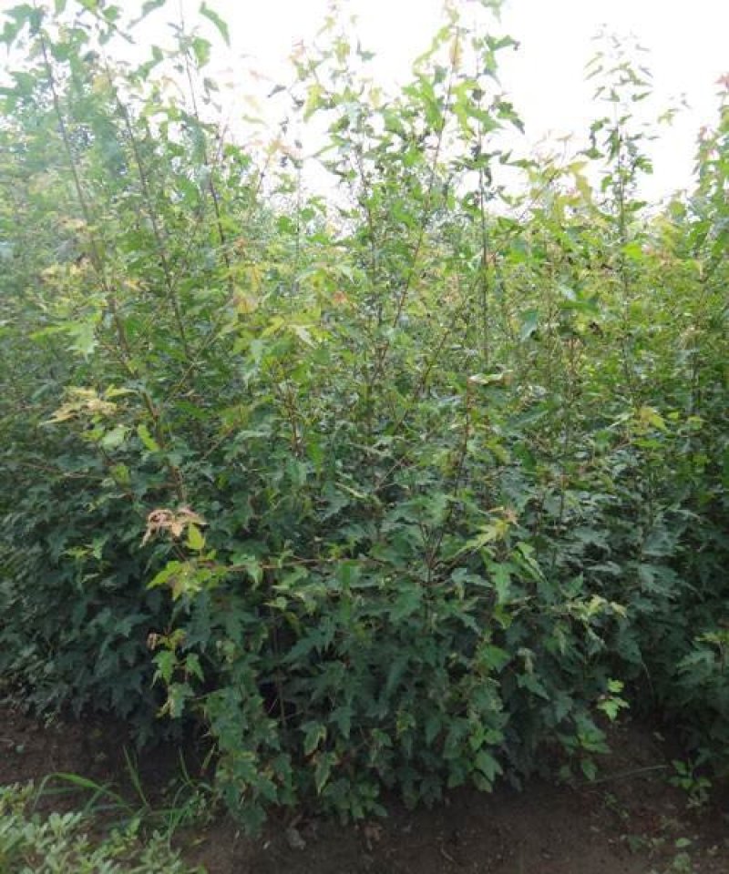 枫树茶条戚三角枫五角枫丛生单株工程苗
