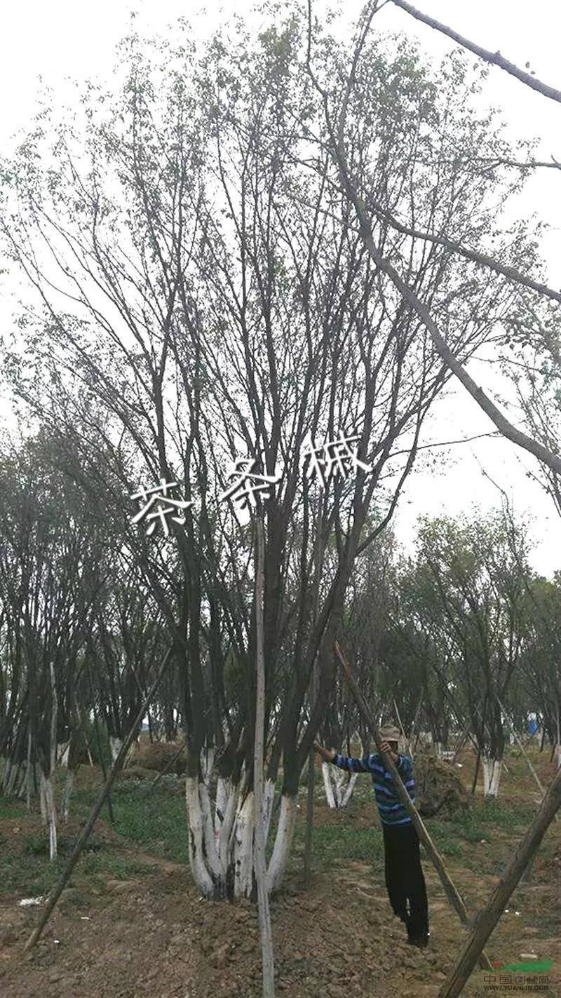 枫树茶条戚三角枫五角枫丛生单株工程苗
