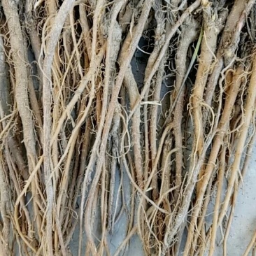 北柴胡红柴胡家种野生都有