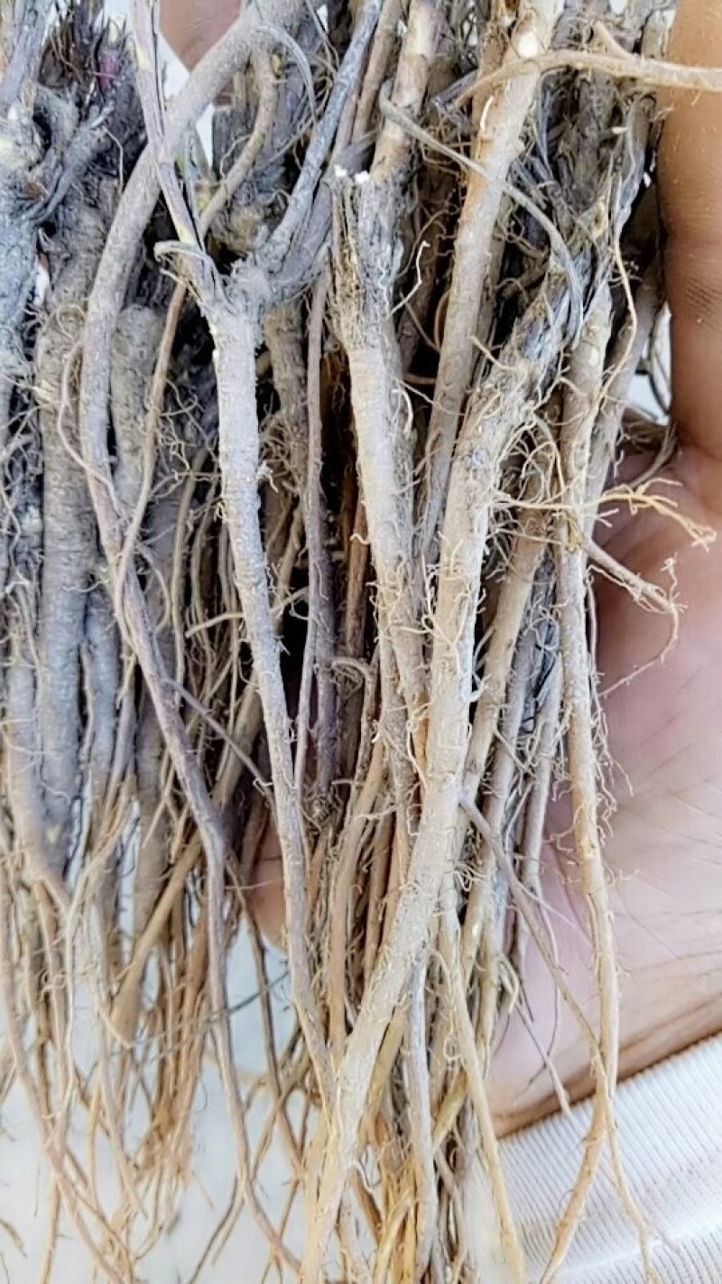 北柴胡红柴胡家种野生都有