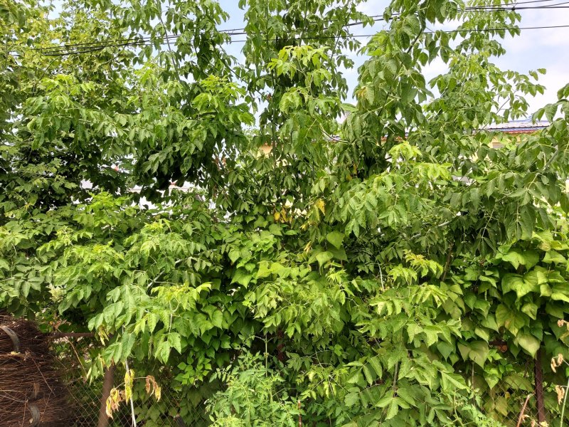 枫树茶条戚三角枫五角枫丛生单株工程苗