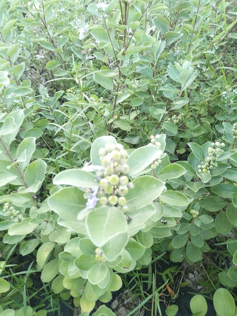 江西单叶蔓荆子苗，水捻子苗