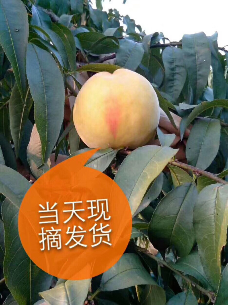 锦绣黄桃十斤一箱，58包邮，一件代发，品质保证