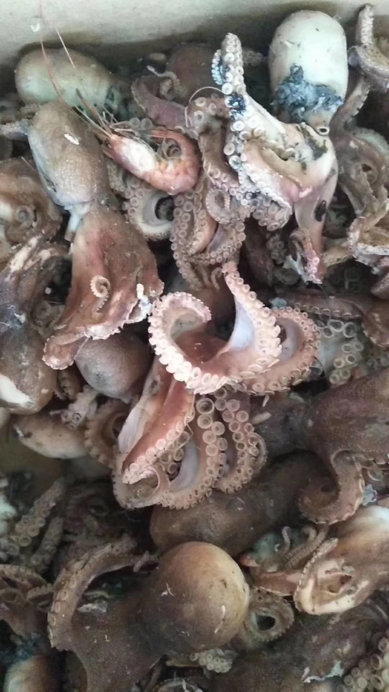 精品短腿小八爪鱼章鱼墨鱼熟冻鲜货特级电商团购专用货渤海产
