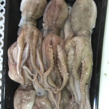 北海冰鲜冰冻八爪鱼章鱼批发
