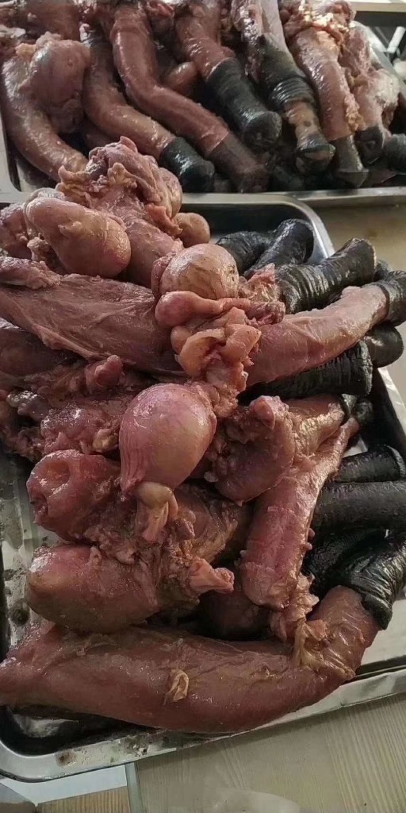 驴宝，