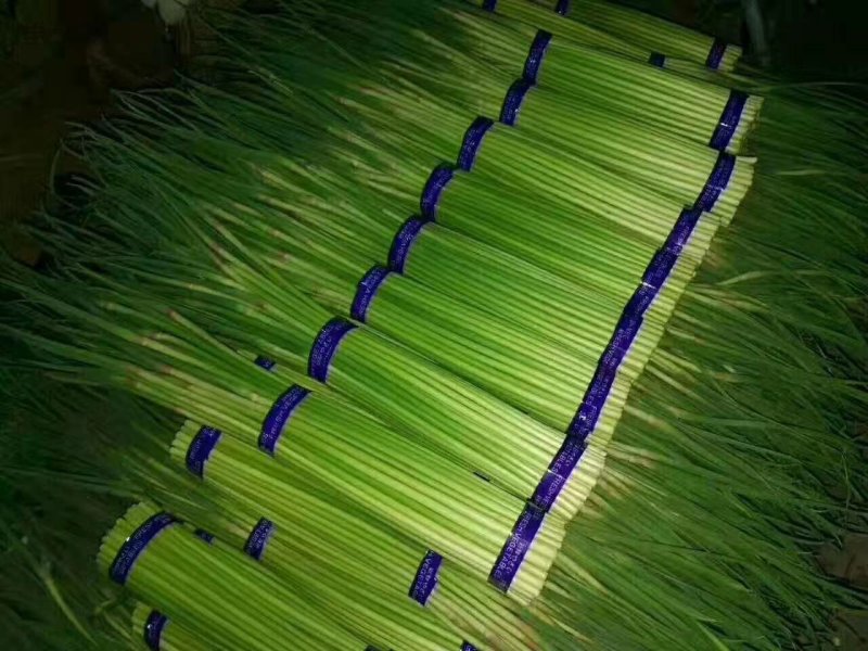 金乡红毛蒜薹50~60厘米